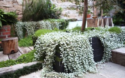 David And Goliath Share The Limelight